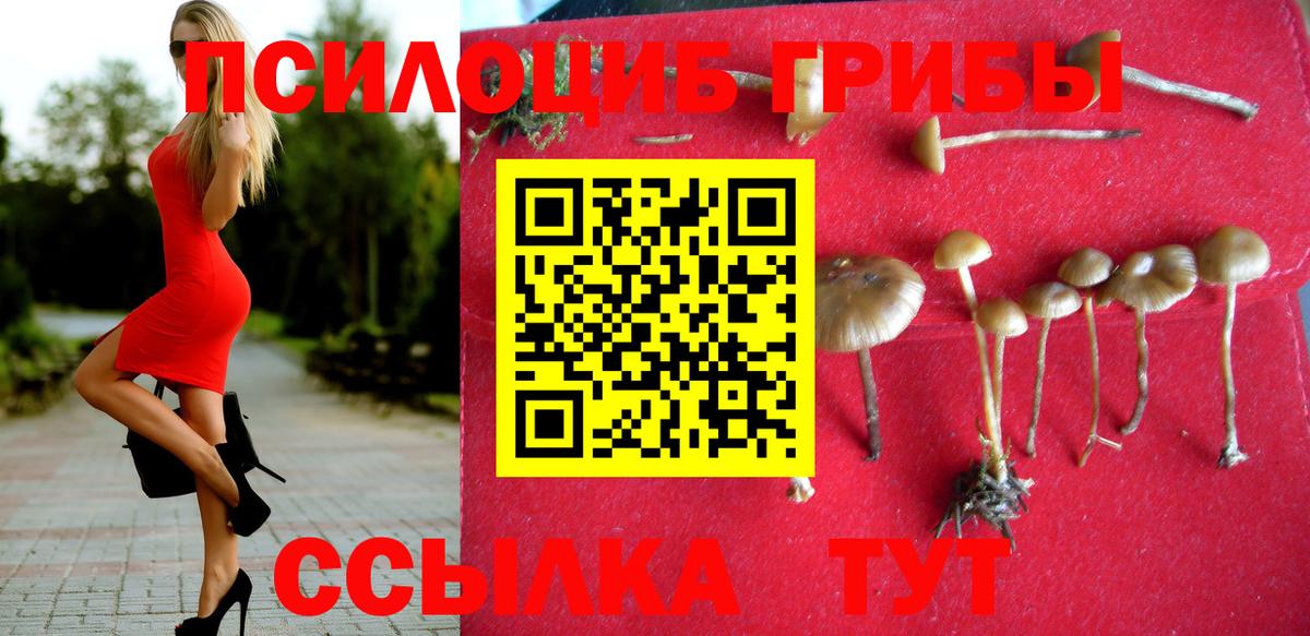 Галлюциногенные грибы Psilocybine cubensis Пугачёв